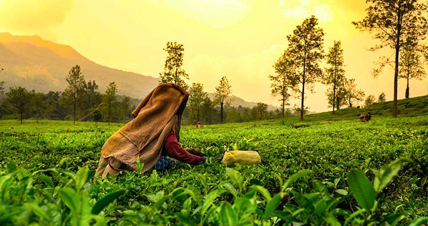 the Serene Beauty of Munnar Hills